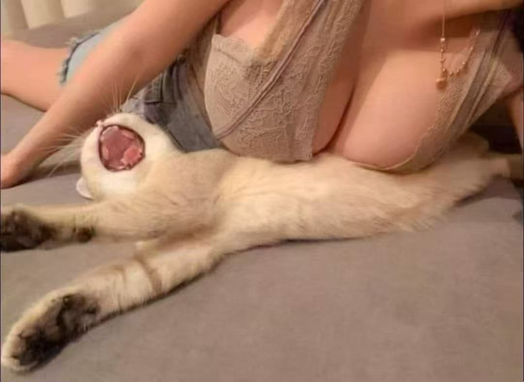 【趣图分享】不要欺负猫猫，有本事就来欺负我